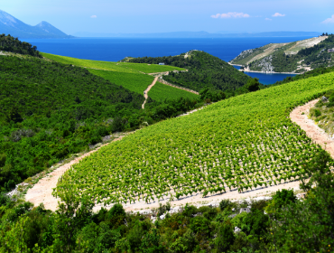 Home-Box_Signature-Experiences_Wine-Tour-of-Pelješac.png